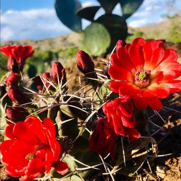 I N S T A G R A M,  F A C E B O O K,  &  T I K T O K: @sangre.de.cristo.vintage - Picture 7 of 11